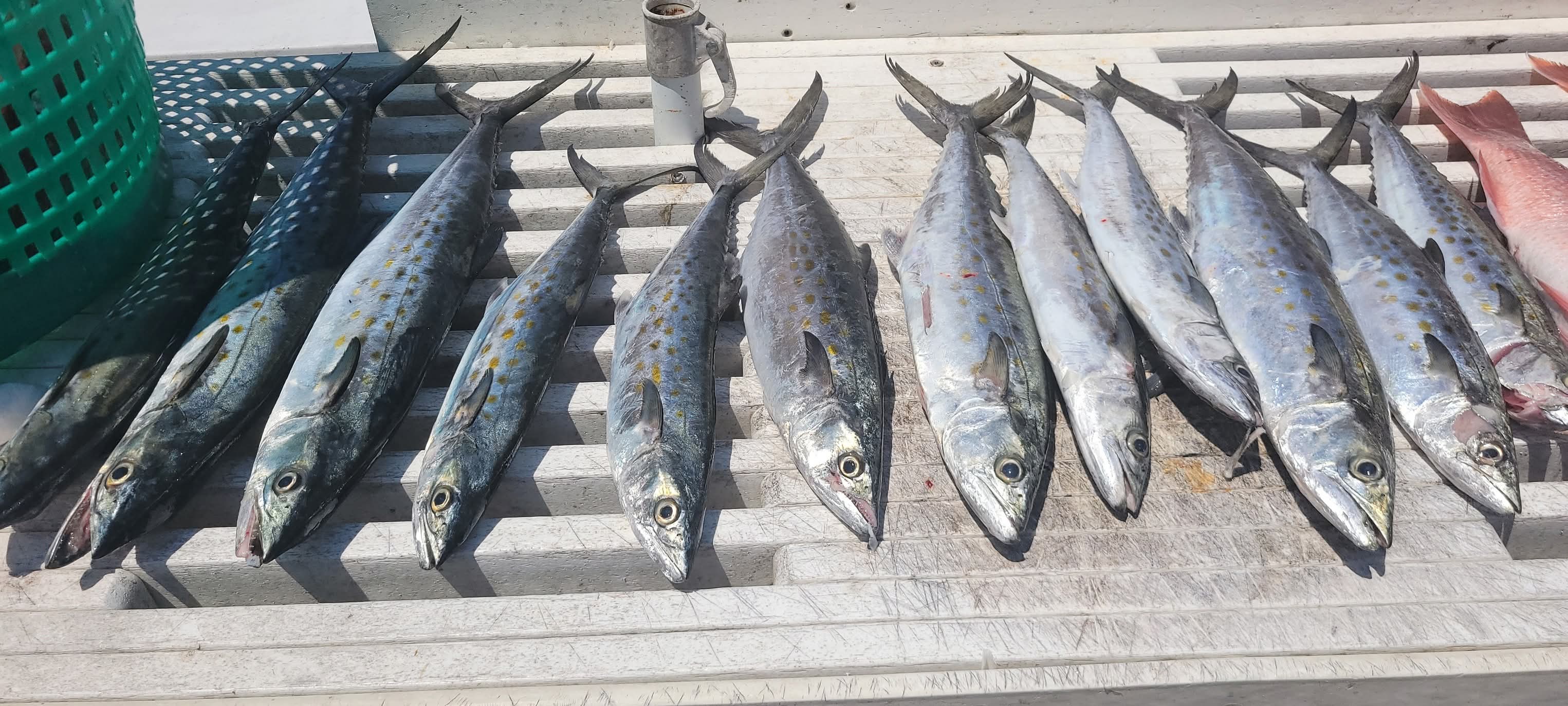 King mackerel and Spanish mackerel lined up
