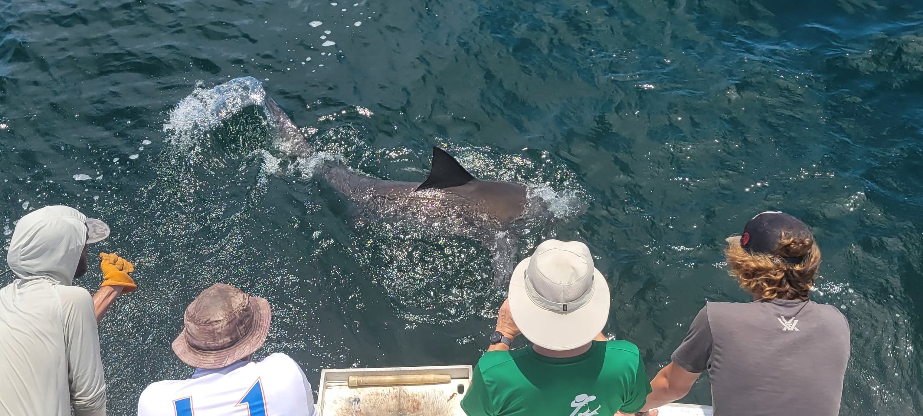 Shark spotted boatside during a charter trip