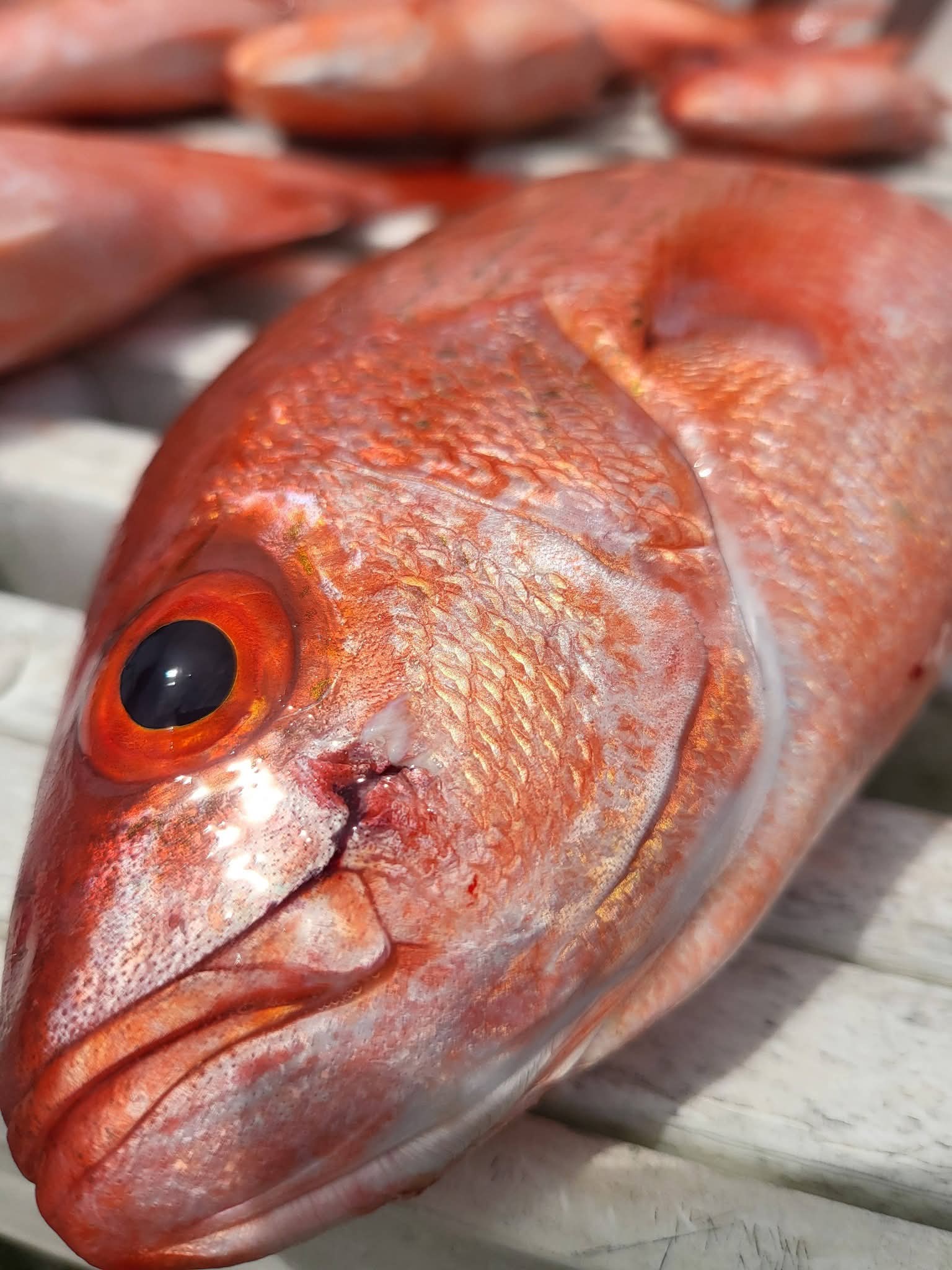 Beautiful red snapper close-up