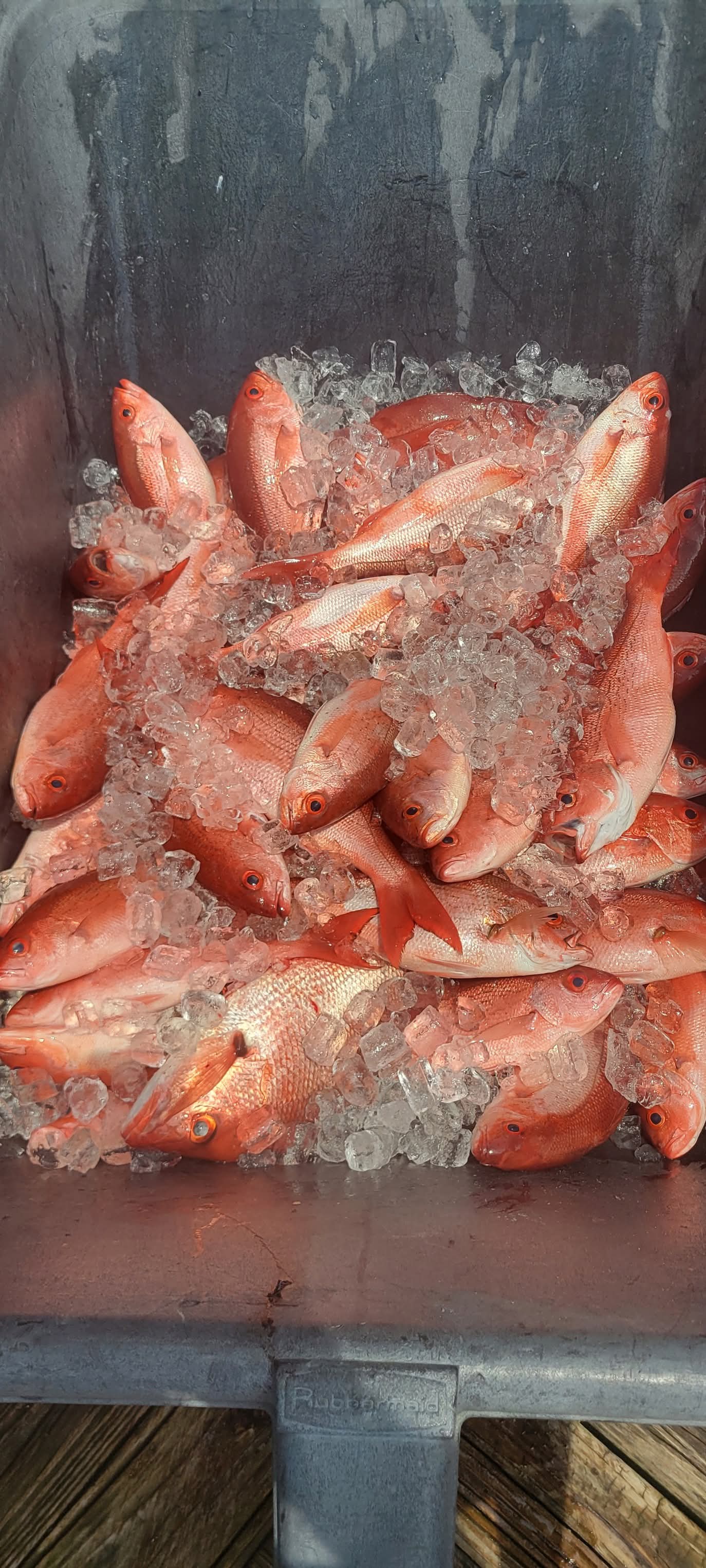 Cooler packed full of red snapper on ice