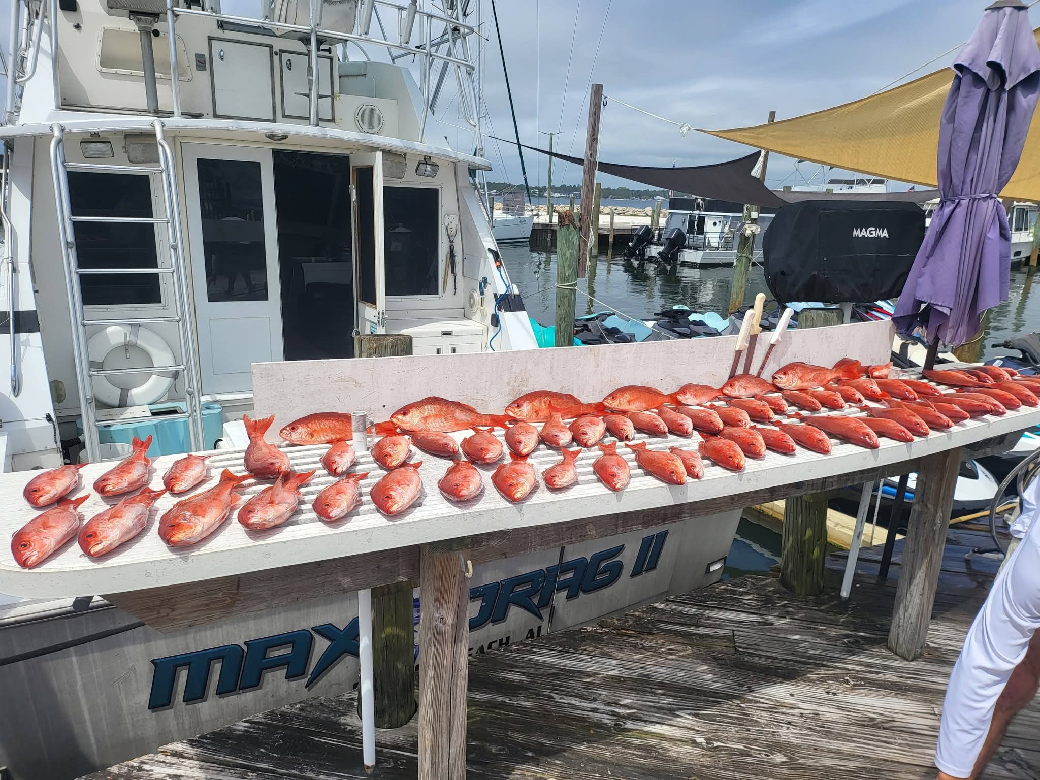 Massive red snapper haul on the dock