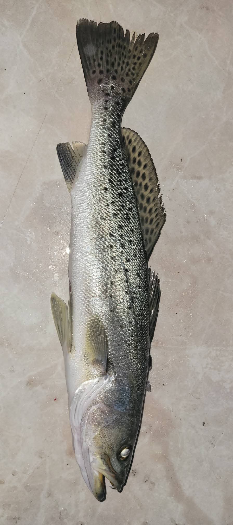 Nice speckled trout catch